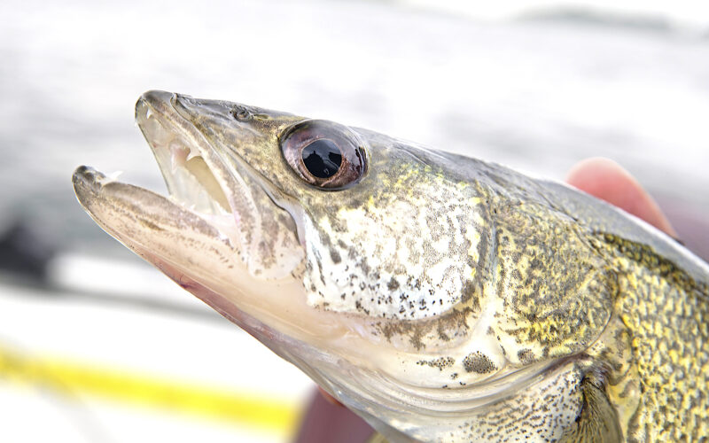 North Dakota Outdoors: Biology behind catch-and-release fishing
